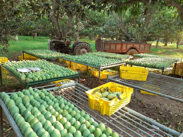 HArvet & Sort fahad MAngo farms