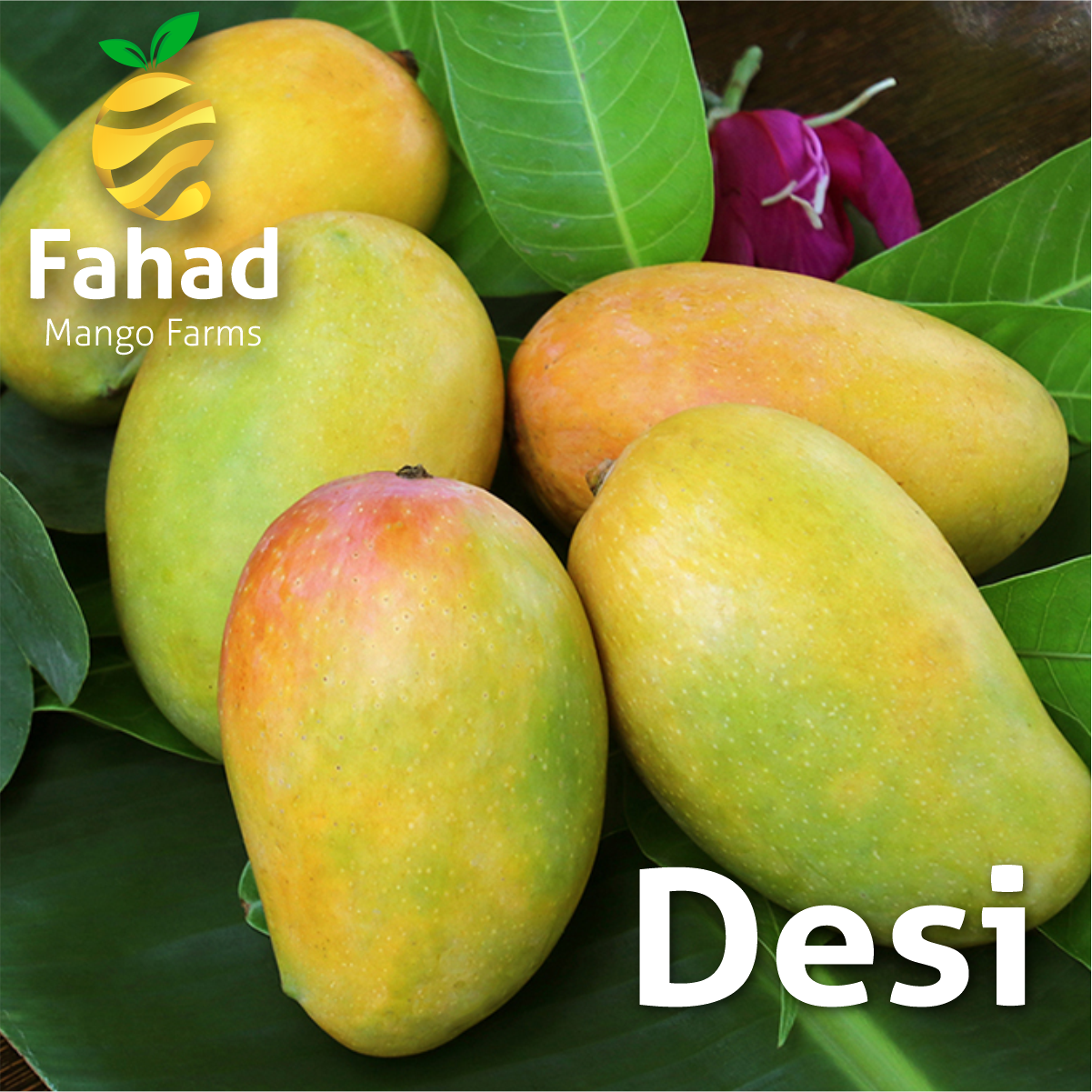 desi mango (1) Desi- Fahad Mango Farm -Rahim Yar Khan