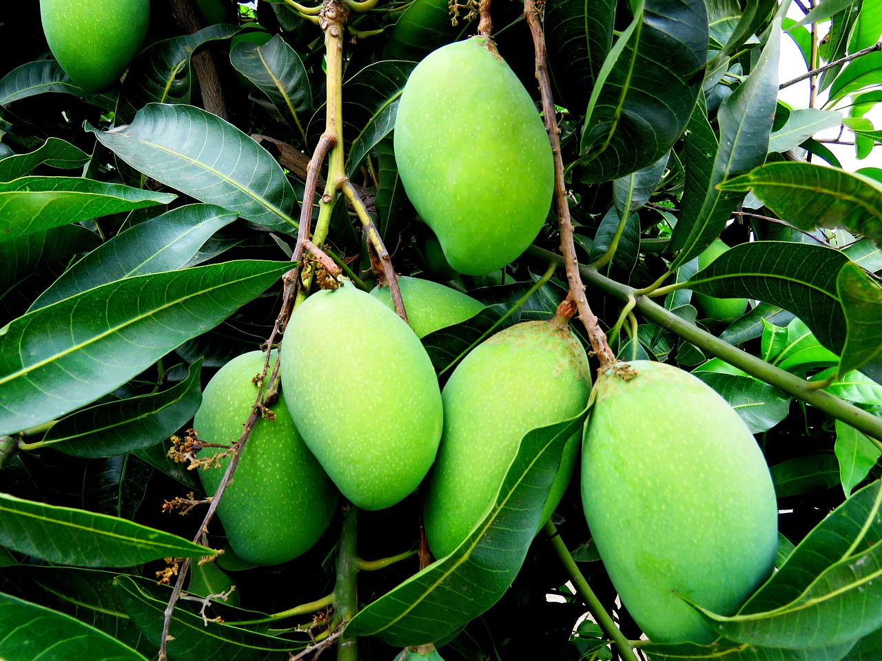 mangoes, tree, green-5034383.jpg