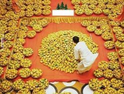 fahad Mango farm